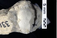 Foto (Detailansicht) von Decapoda indet. (NHMW-GEO-1990-0041-0331)